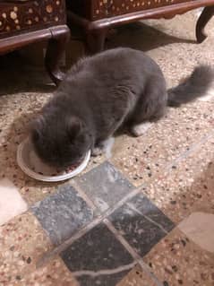 Persian male Cat