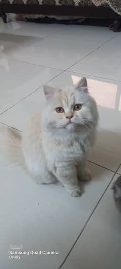 White Cute cat for sell