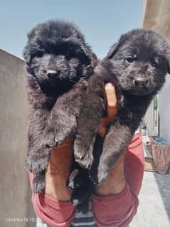 Black German shepherd puppies available for sale