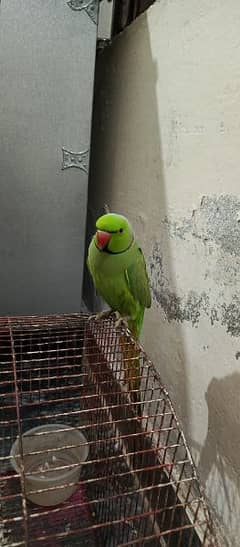 Green Ring Neck Parrot