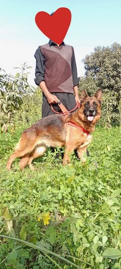 West American showline German shephard for sale