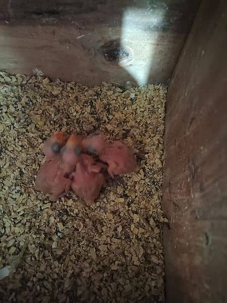 Yellow Ringneck Chicks 4