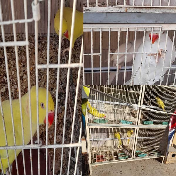 Parrot /Ringneck parrot / yellow ringneck pair / White Ringneck Parrot 0