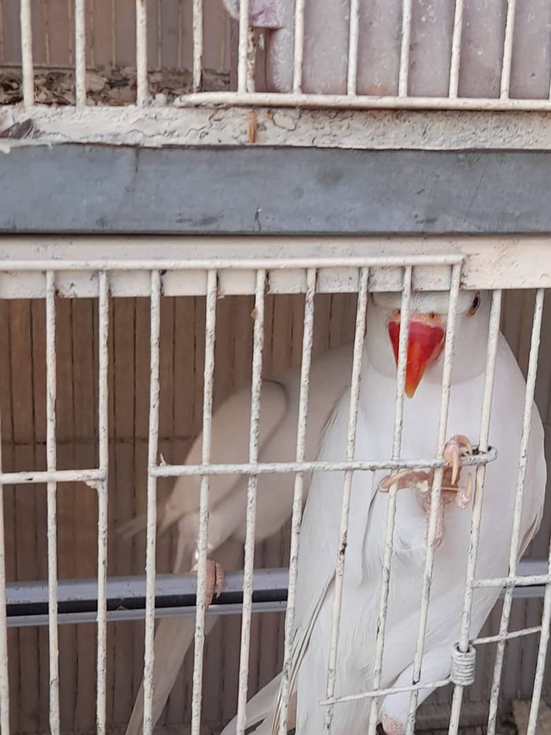 Parrot /Ringneck parrot / yellow ringneck pair / White Ringneck Parrot 3