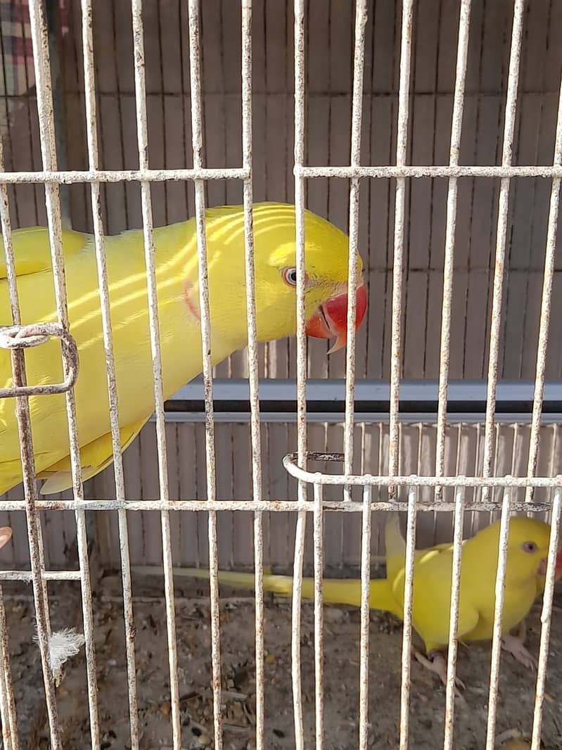 Parrot /Ringneck parrot / yellow ringneck pair / White Ringneck Parrot 5