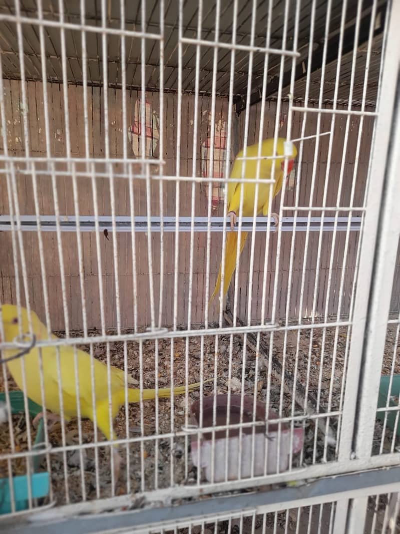 Parrot /Ringneck parrot / yellow ringneck pair / White Ringneck Parrot 6