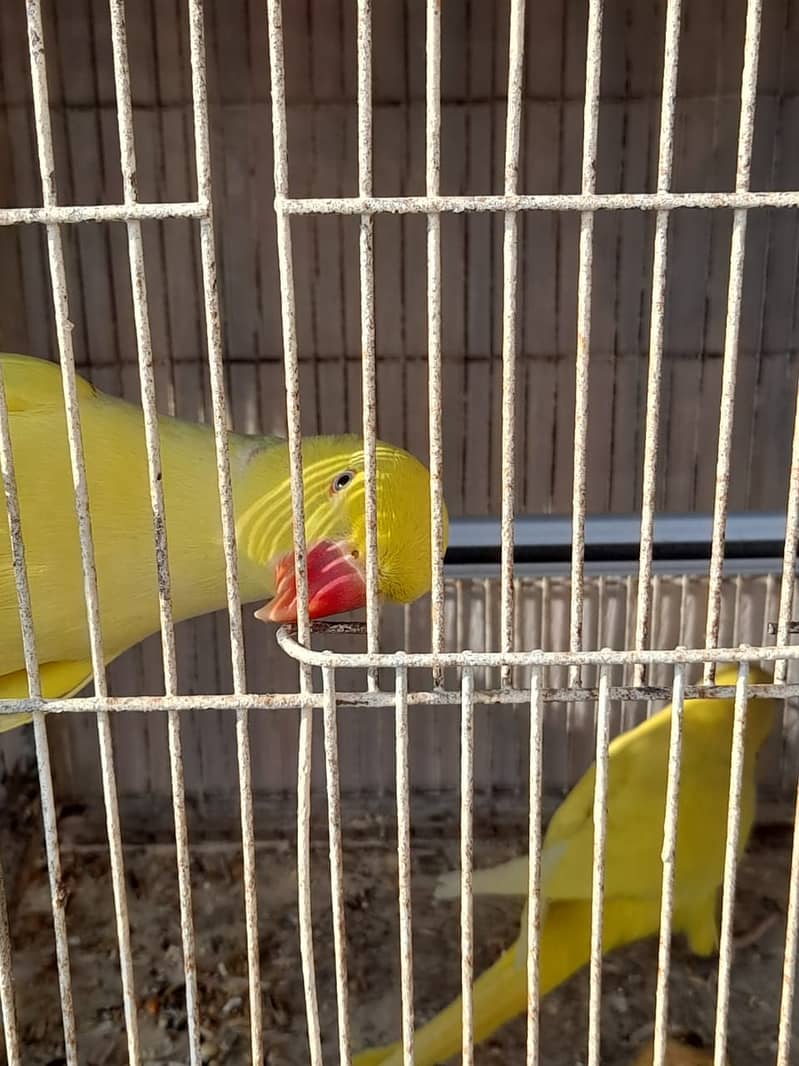 Parrot /Ringneck parrot / yellow ringneck pair / White Ringneck Parrot 7