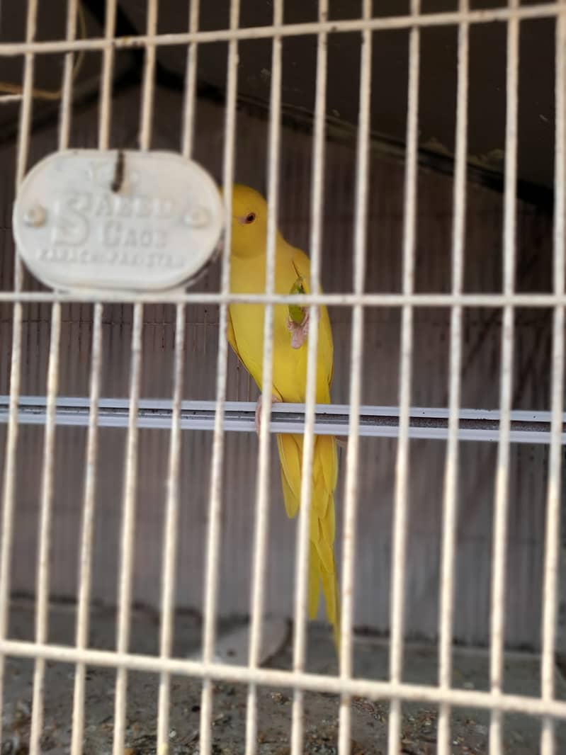 Parrot /Ringneck parrot / yellow ringneck pair / White Ringneck Parrot 10