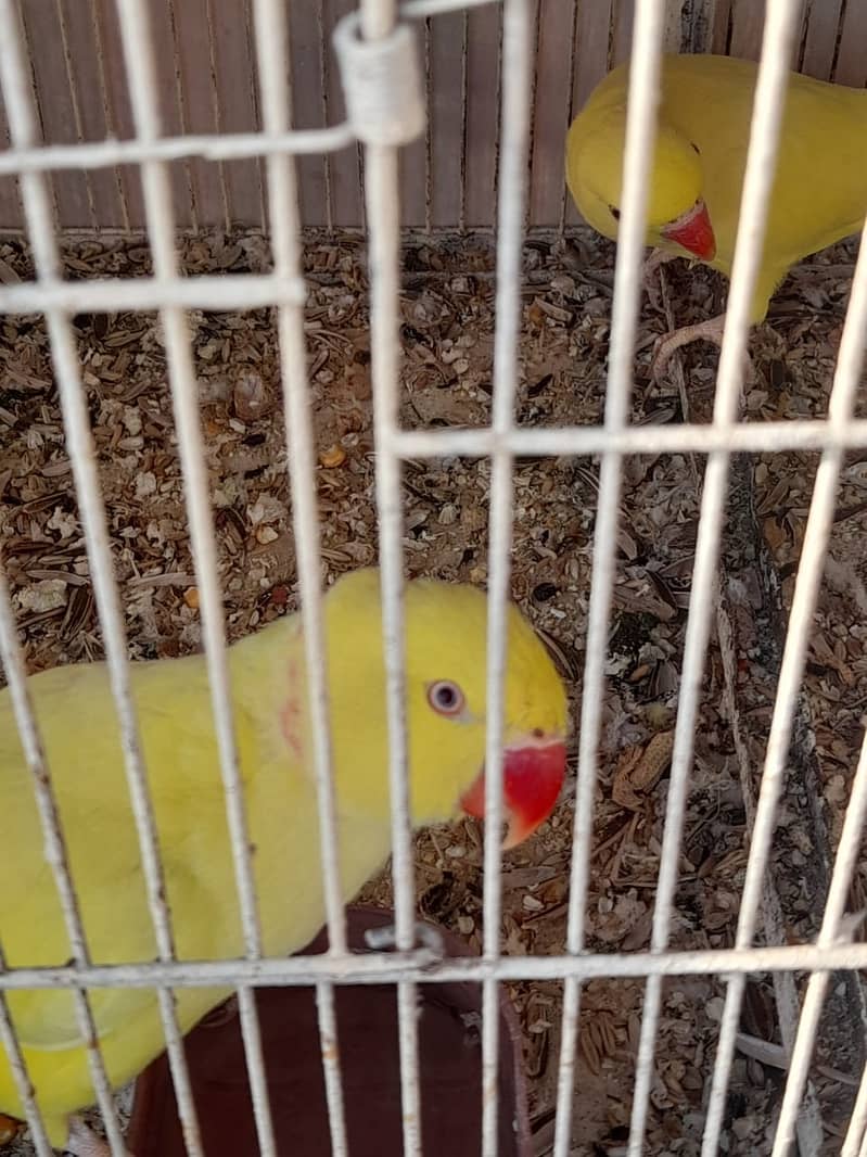 Parrot /Ringneck parrot / yellow ringneck pair / White Ringneck Parrot 11