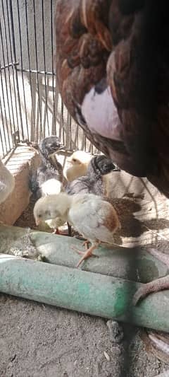 Heera Aseel chicks sale