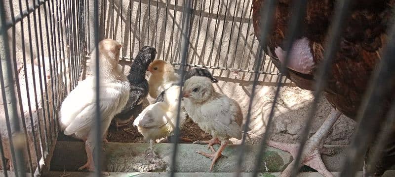 Heera Aseel chicks sale 1