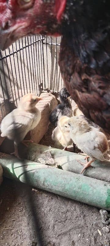 Heera Aseel chicks sale 2