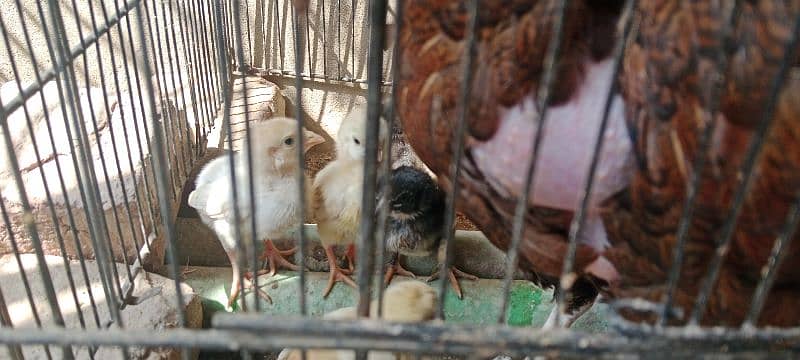 Heera Aseel chicks sale 5