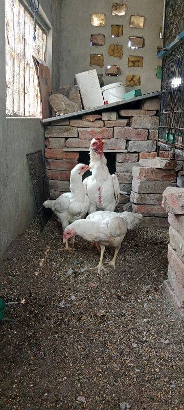 Heera Aseel chicks sale 7