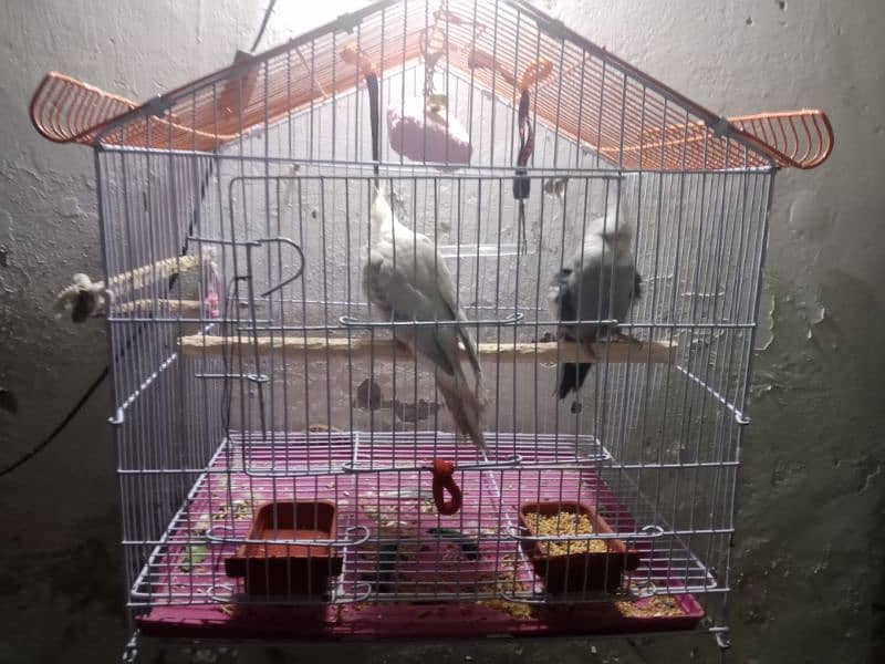 Cockatiel pair with Cage, breeding box and half kg full nutrition food 0