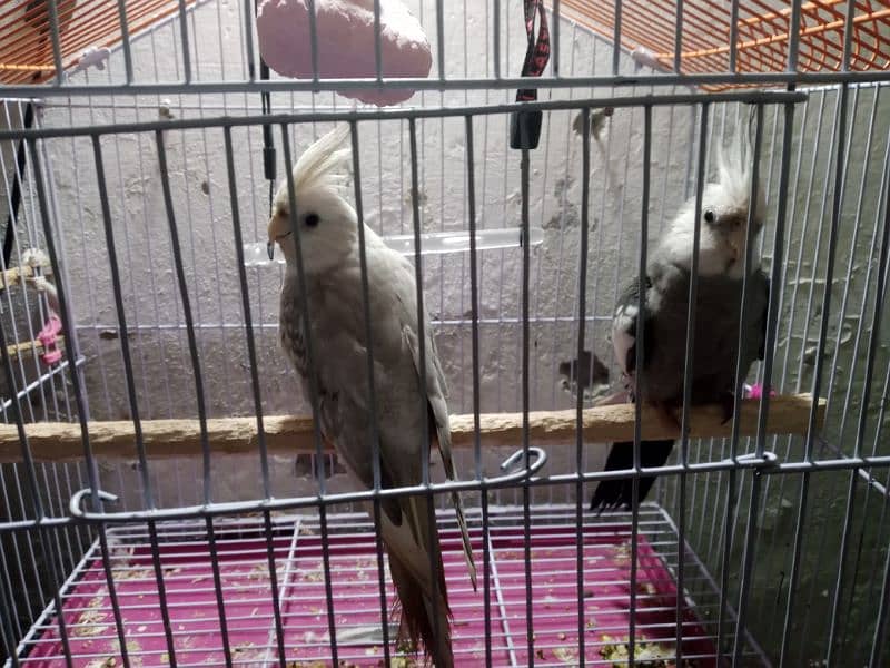 Cockatiel pair with Cage, breeding box and half kg full nutrition food 1