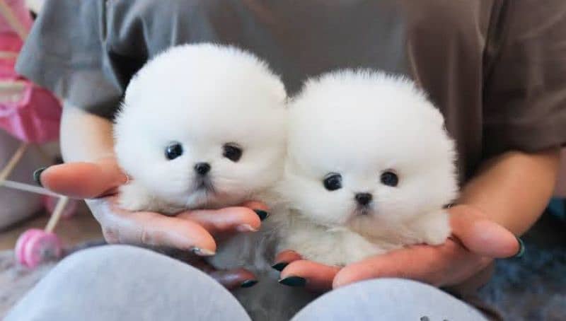 Pomeranian puppies 0