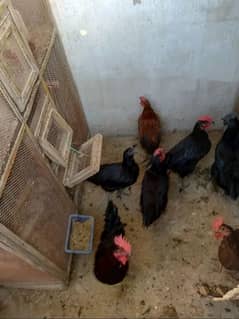 Australorp