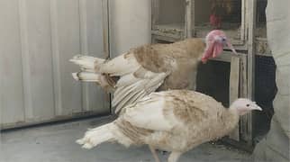 BREEDER TURKEY PAIR FOR SALE