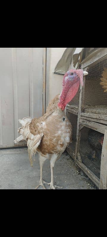 BREEDER TURKEY PAIR FOR SALE 2