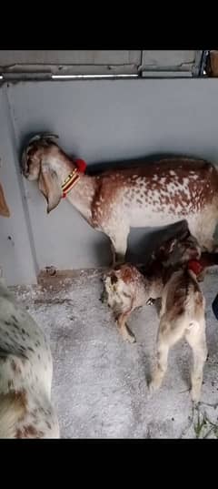 Bakri bacho wali sath 2 female bachy