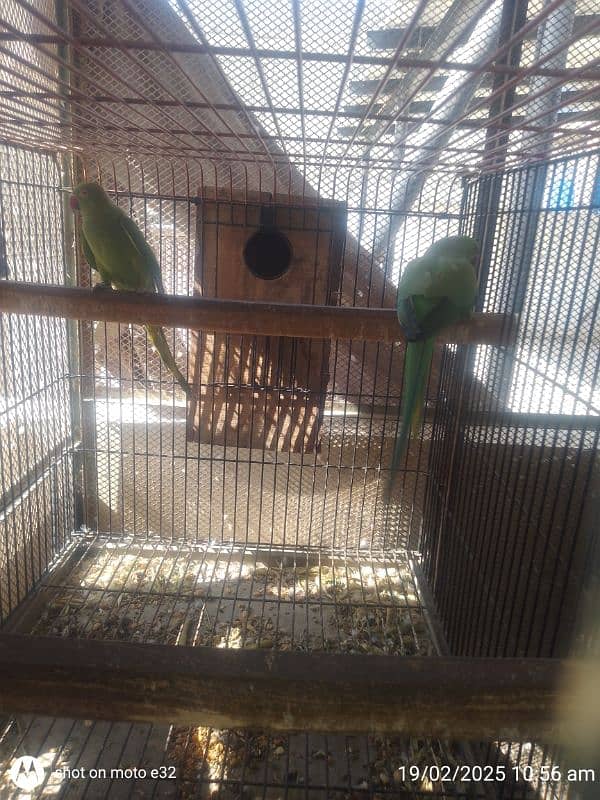 Ringneck pair with 4 chicks 2