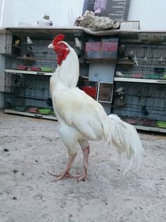 I want to sale my heera aseel breeder male