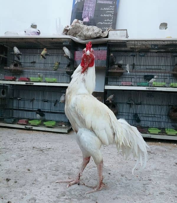 I want to sale my heera aseel breeder male 1