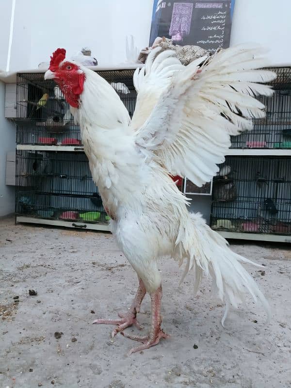 I want to sale my heera aseel breeder male 2