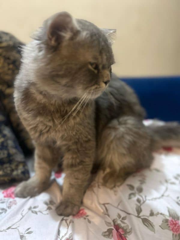 Grey Persian Adult Male 0