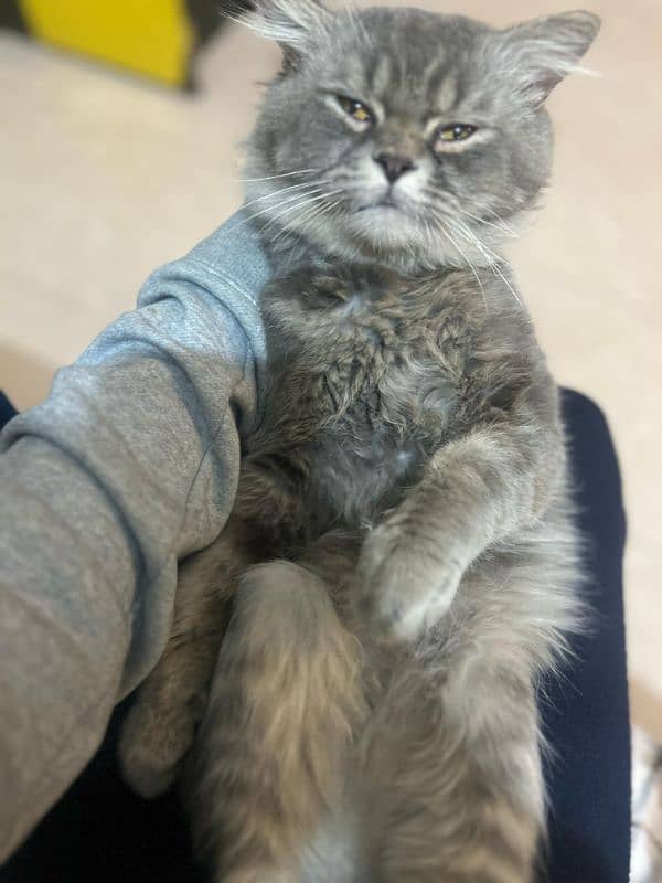 Grey Persian Adult Male 3