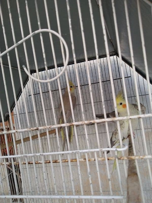 cockatiel 3 piece for Sale 0