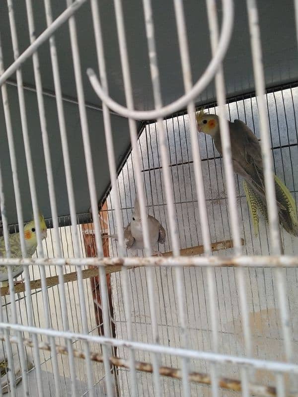 cockatiel 3 piece for Sale 2