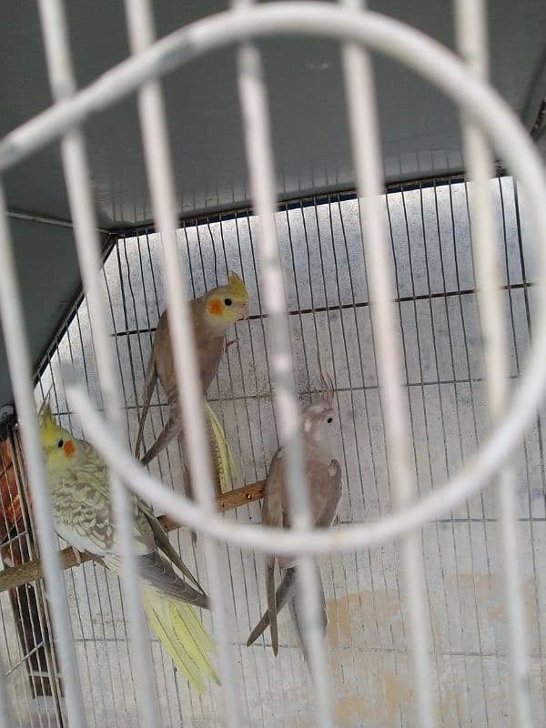 cockatiel 3 piece for Sale 3