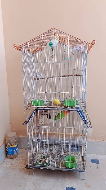 birds for sell 0