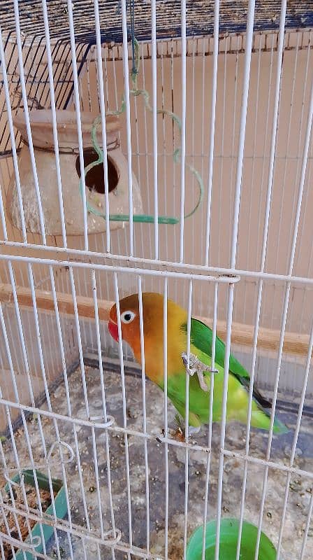 birds for sell 6