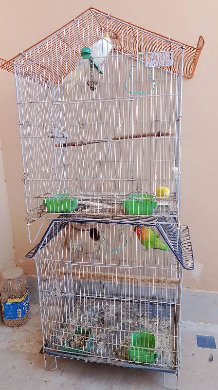 birds for sell 8