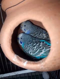 Budgie