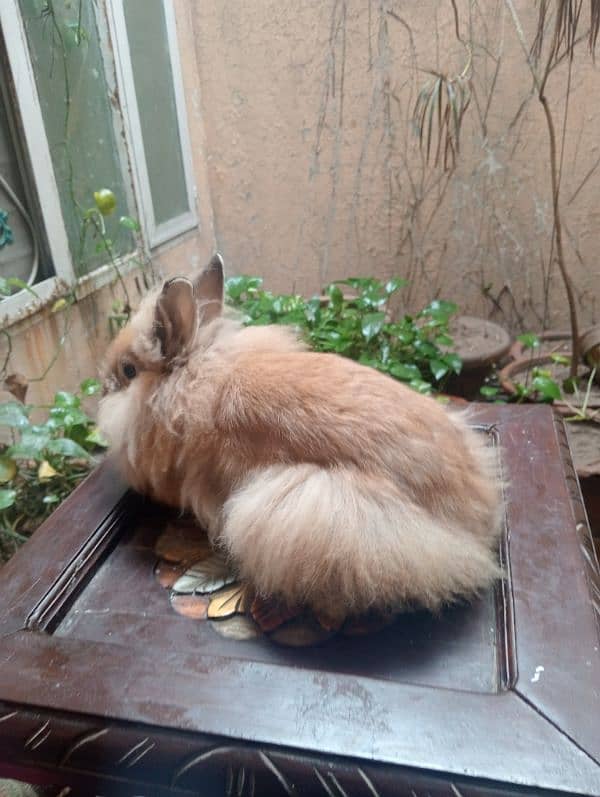 teddy bear dwarf rabbits female for sale 0