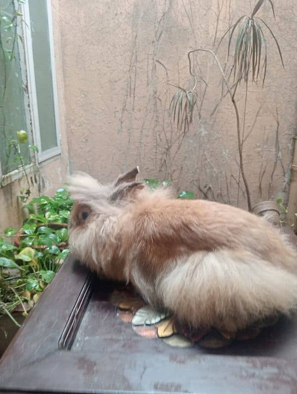 teddy bear dwarf rabbits female for sale 1