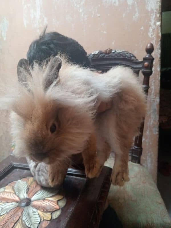 teddy bear dwarf rabbits female for sale 4