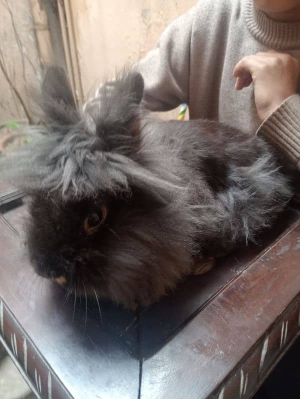 teddy bear dwarf rabbits female for sale 5