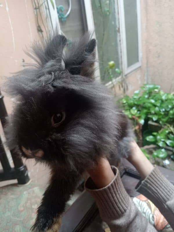 teddy bear dwarf rabbits female for sale 9