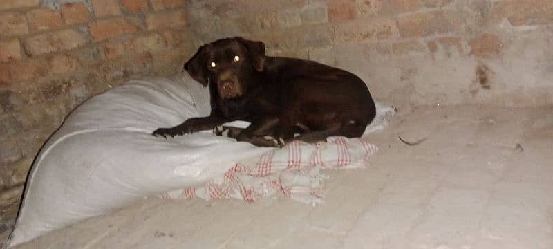 chocolate labrador retriever female for sale 0