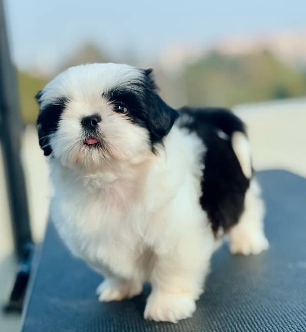 pedigree Shihtzu male puppies available for sale 3