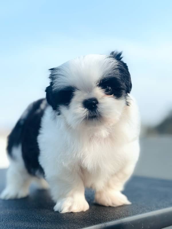 pedigree Shihtzu male puppies available for sale 4