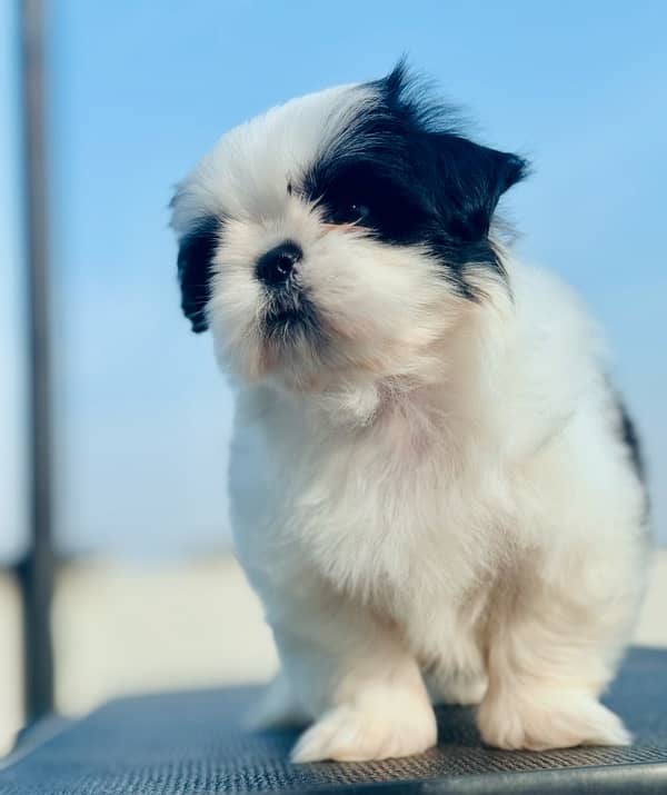 pedigree Shihtzu male puppies available for sale 5