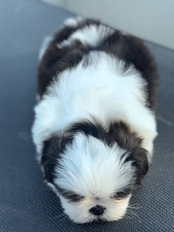 pedigree Shihtzu male puppies available for sale 7