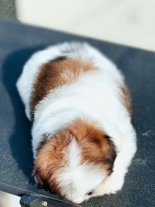 pedigree Shihtzu male puppies available for sale 8