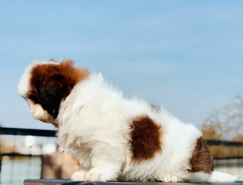 pedigree Shihtzu male puppies available for sale 10